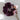 Chouchou - Plum